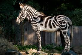 Image result for zebra
