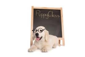 Puppy socialization is an unstructured opportunity for your puppy to play with other puppies. Puppy Socialization Classes Enroll Today West End Veterinary Clinic