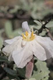 Image result for Catophractes alexandri