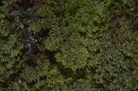 Image result for Hymenophyllaceae