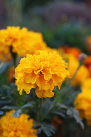 Pin On Jardineria