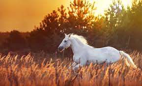 Check spelling or type a new query. Sonar Con Un Caballo Blanco Eres Unica Y Especial