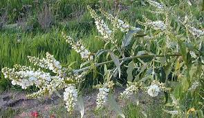 Avoiding butterfly bush winter kill: Buddleia Asiatica Winter Flowering Lilac
