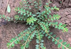 Image result for Phyllanthaceae