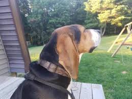 5,000 brands of furniture, lighting, cookware, and more. Talk To The Hound The Family Coonhound