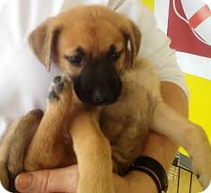 Look at volunteering or dog walking instead of owning a dog. German Shepherd Golden Retriever Boxer Mix Petfinder