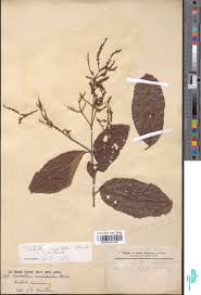 Image result for Loudetia kagerensis