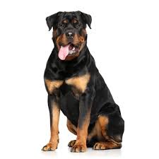 Join millions of people using oodle to find puppies for adoption, dog and puppy buy purebred rottweiler puppies with health certificates. Rottweiler Buy A Dog Nigeria