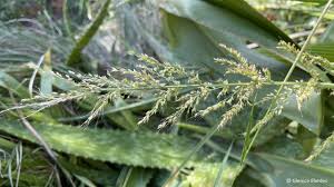 Image result for Setaria