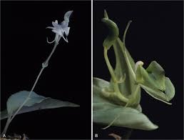 From our beginnings in the 1890's, we have. Malaxideae Orchidaceae In Madagascar The Mascarenes Seychelles And Comoro Islands Springerlink
