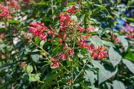 Image result for Cestrum elegans