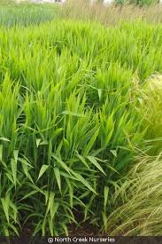 Image result for Clutia angustifolia