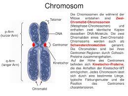 Zellteilung Mitose Meiose Ppt Herunterladen