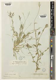 Image result for Urochloa reptans