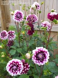 Pin On Garden Grandeur