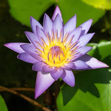 Image result for Nymphaea heudelotii