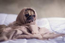 How does your dog say i love you? 9 Ways Your Dog Says I Love You Lovetoknow