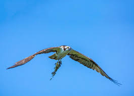 You do not need an advanced guide. Catch Fish Not Birds With Fishing Line Intobirds