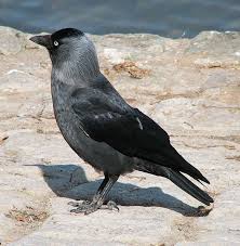 Birds That Start With A P The Daw To Go With My Favorite Othello Quote Which Starts Off Iago S Anger And Starts The Motion Of The Play And The Tragedy Jackdaw Bird Facts Pretty Birds