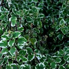 Image result for Plectranthus guruensis
