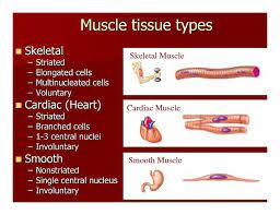 Classical Conversations Cycle 3 Science Week 1 Four Types Of Tissues Human Anatomy And Physiology Massage Therapy School Anatomy And Physiology
