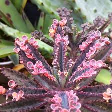 Harumod On Instagram Kalanchoe Pink Butterfly Succulents Cactus Kalanchoe Cactos E Suculentas Suculentas Cactos