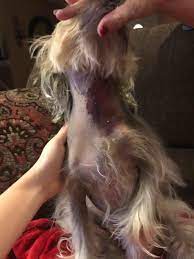 Dog bruise from blood draw. We Brought My Dog Yesterday To Get His Bordetella Vaccine And Rabies Shot A Few Hours Later He Started Developing This Rash Bruise Petcoach
