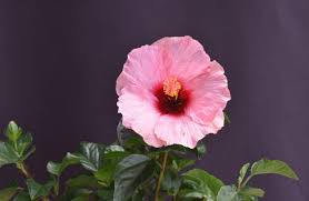 Image result for Hibiscus seineri