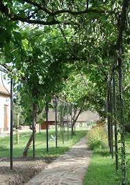 Image result for pruning grapes on a pergola