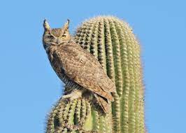 That maybe why they call it a elf owl, small and mischievous. Miscellaneous Wildlife Shots