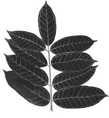 Image result for Pachylobus osika