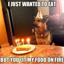 101 Funny Happy Birthday Dog Memes For Paw Lovers Everywhere