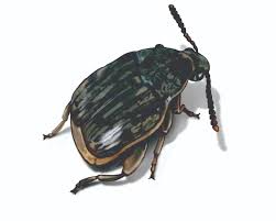 You can use bay leaves as a natural repellent to get rid of rice bugs. Weevil Control Learn How To Get Rid Of Weevil Bugs