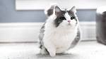 Munchkin cat - Wikipedia