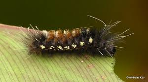 Black And Yellow Hairy Caterpillar Hairy Caterpillar Hairy Caterpillar Ecuador