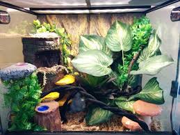 Diy Crested Gecko Ideas Crested Gecko Set Up Crested Gecko Care Diy Crested Gecko Reptile Habitat