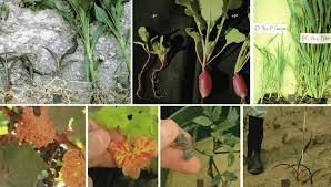 The buildup of phosphorus in lawns, gardens, pastures and croplands can cause plants to grow poorly and even die. 1 Plant Symptoms Indicative Of Phosphorus Deficiency In A C Download Scientific Diagram