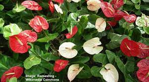 14 Anthurium Types Including A Care Guide And Pictures
