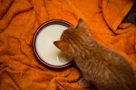 Hal ini dikarenakan terkadang memang anak kucing pada sub yang satu ini adalah menceritakan tentang resep susu untuk anak kucing terutama usianya masih satu hari. Jangan Sembarangan Memberi Susu Pada Kucing Bisa Bahaya Dan Sebabkan Masalah Kesehatan Semua Halaman Kids