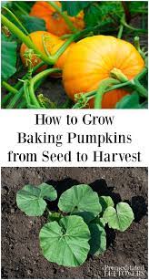I Ve Managed To Get Grayson S Seed To A 6 Leaf Plant Crossing Fingers I Can Get It To Ground A Organic Gardening Tips Planting Pumpkin Seeds Planting Pumpkins