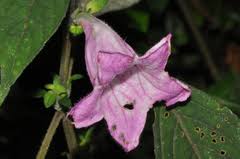 Image result for Acanthopale pubescens