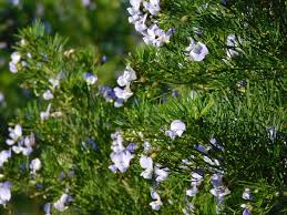 Image result for Psoralea arborea