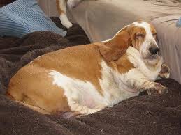 Learn vocabulary, terms and more with flashcards, games and other study tools. Fatass Woofers Very Fat Doggo Getting Incredible Good Sleeps Facebook