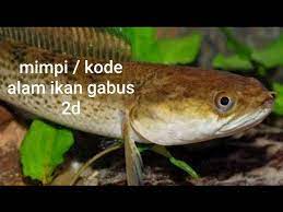 We did not find results for: Mimpi Kode Alam Ikan Gabus 2d Misteriangka Erek2ikangabus Youtube