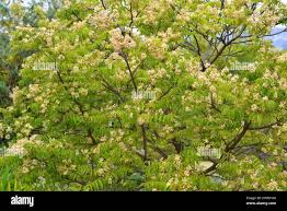 Image result for Clausena anisata