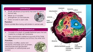 Start studying biology form 4 chapter 2. Biology Form 4 Chapter 2 2 1 2 2 Cell Structure And Function Livingprocess In Unicellularorganism Youtube