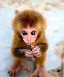 Cute Baby Monkey Wallpaper Baby Animals Animals Beautiful Cute Baby Animals