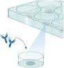 Immunostaining