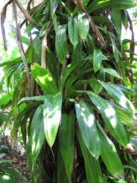 Image result for Pandanus sp. B