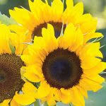 Check spelling or type a new query. Sunflower Jua Maya Hybrid Buy Garden Plants Online